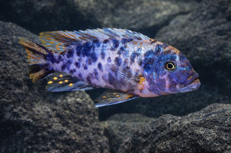 Maylandia fainzilberi 'Ikombe'